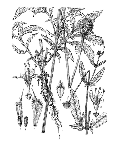 Natural compounds from  Dipsacus asper